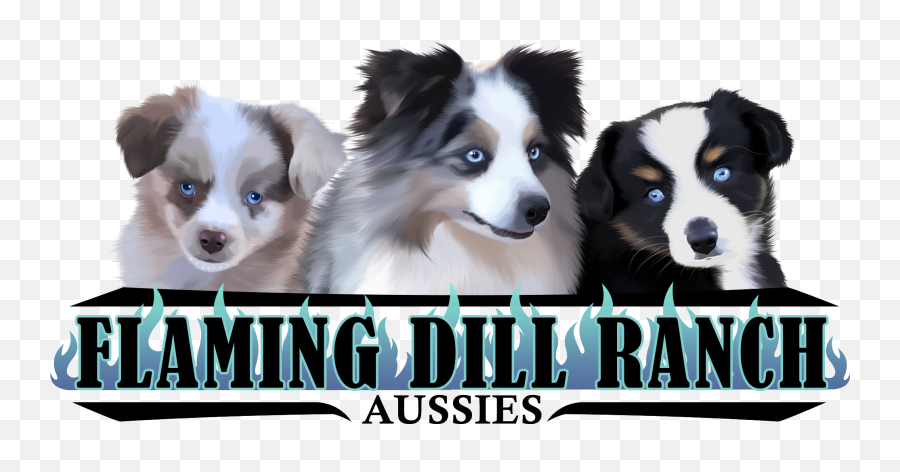 Flaming Dill Ranch Aussies - Northern Breed Group Png,Australian Shepherd Icon