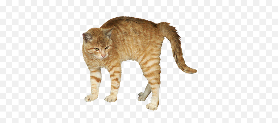 Animal Clip Art - Scared Cat Transparent Background Png,Cat With Transparent Background