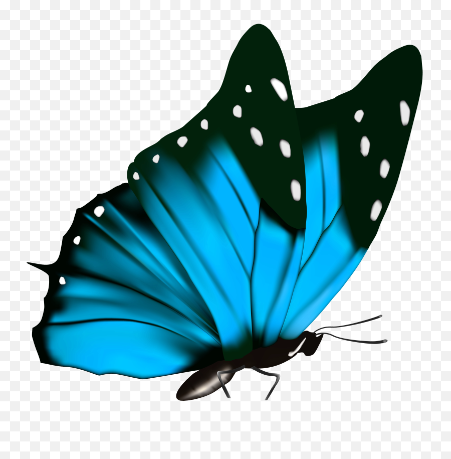 Download Hd Blue Butterfly Png - Butterfly Png Full Hd,Blue Butterflies Png