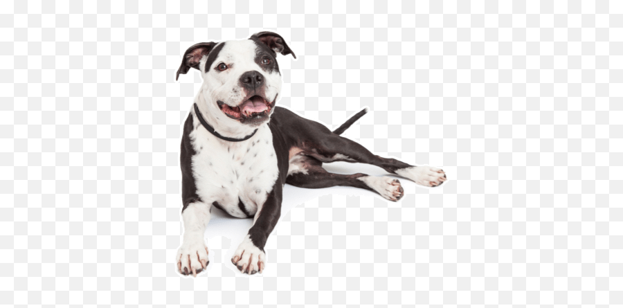 American Pit Bull Terrier Puppies For Sale In Chicago - Dog Png,Pit Bull Icon