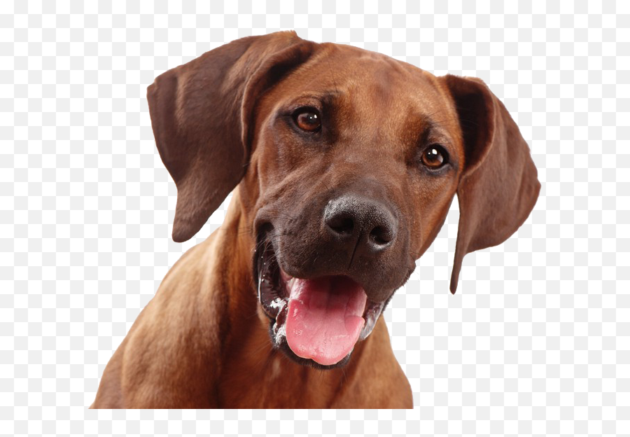 Download Free Png Dog Face 3 - Transparent Dog Face Png,Dog Face Png