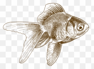 Icon Goldfish Clipart Transparent - Clipart World Sketch png