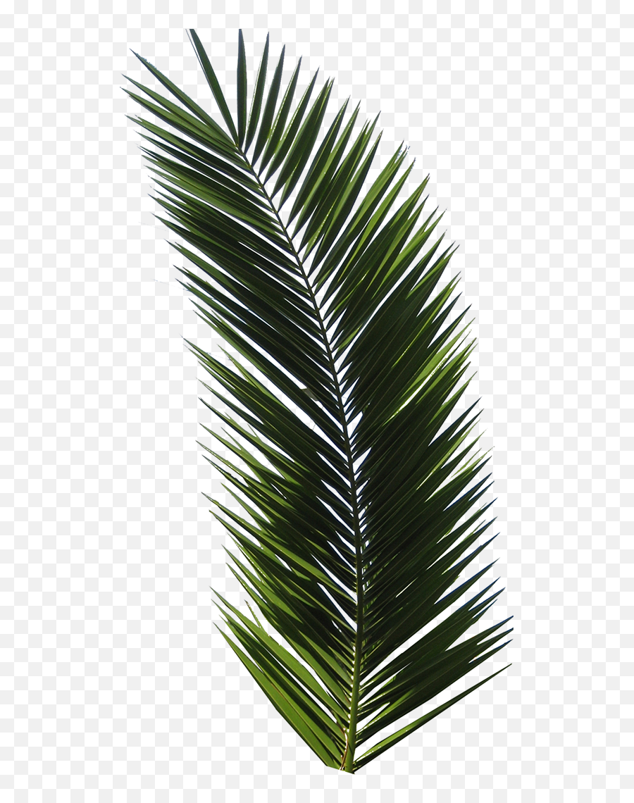 T - Shirt Tropical Design Graphic Design Logo Palm Leaf Png Palm Tree Leaf Png Flat,Tropical Leaf Png