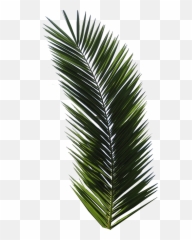 T - shirt Tropical Design Graphic design Logo palm leaf png Palm Tree Leaf Png Flat