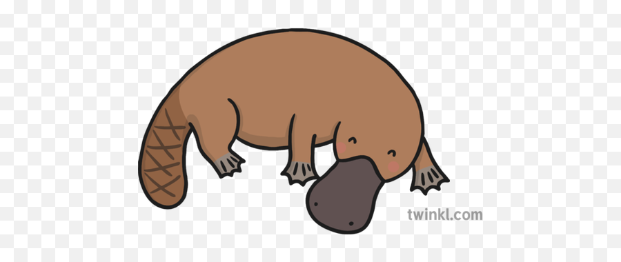 Platypus 4 Illustration - Twinkl Platypus Illustration Png,Platypus Png