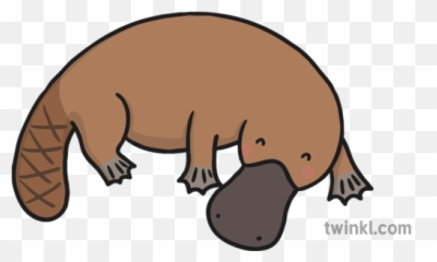 Platypus 4 Illustration - Twinkl Platypus Illustration Png,Platypus Png