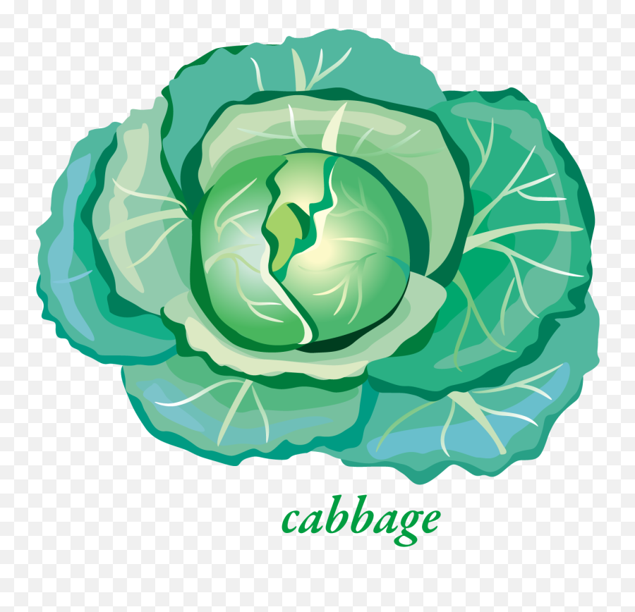 Free Png Cabbage - Konfest,Cabbage Png