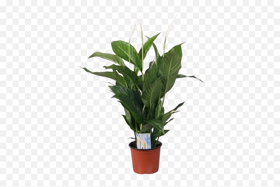 Spathiphyllum Sweet Silvio - Houseplant Png,Ornamental Grass Png