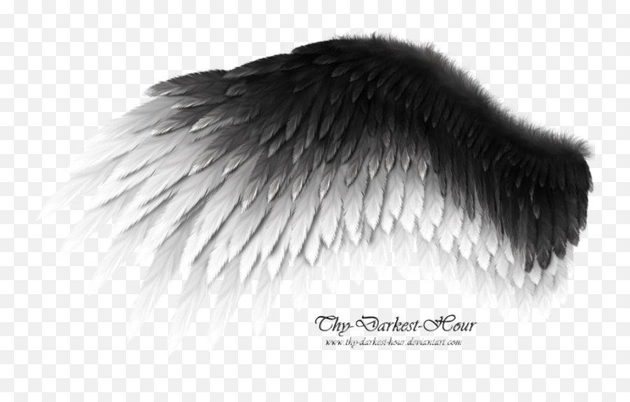Black Wing Png 4 Image - Black And White Angel Wings,Black Wing Png
