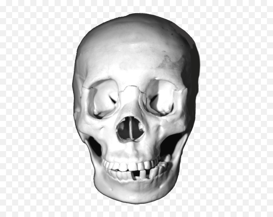 Download Lots Of Skull Images Head Skulls Animal - Skull Png,Skull Head Png