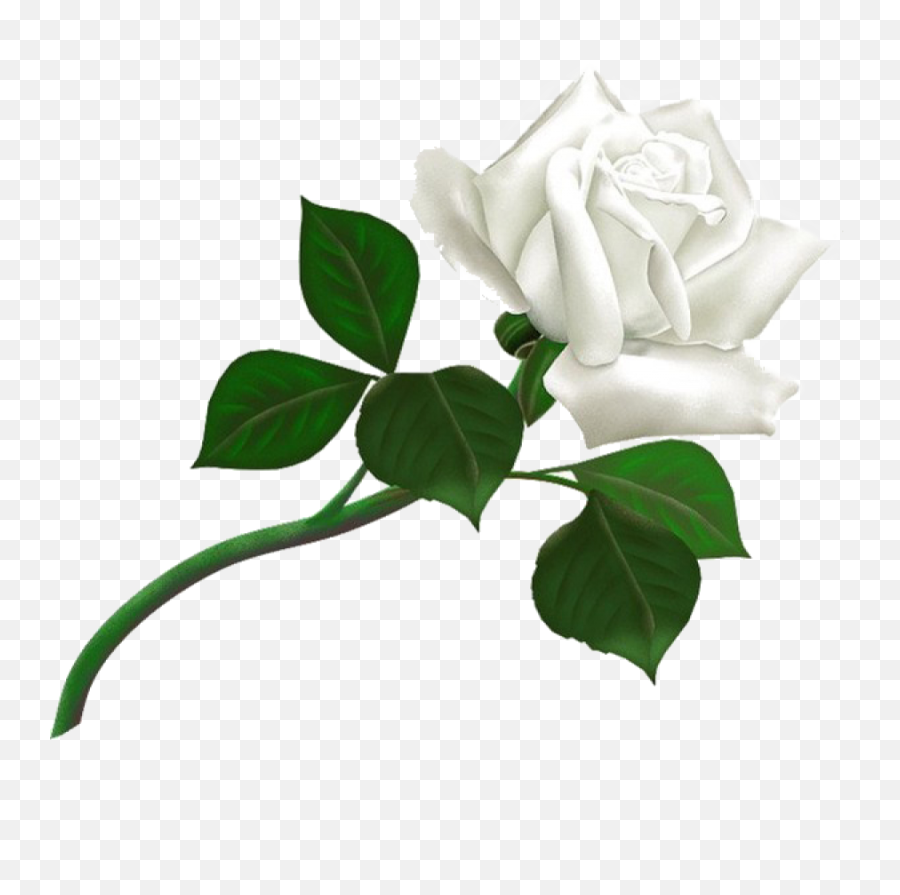 White Rose Transparent Background - Thank You For Add Me Png,Rose Transparent