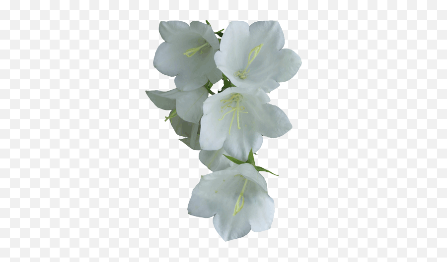 White Flower Png Flowers - White Flower Png Funeral,White Flowers Png