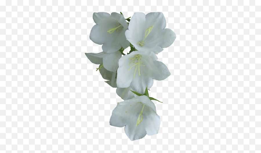 Real white. Cw033w Floral White. Real White Flower PNG.