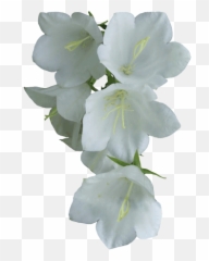 White Flower Png Flowers - Funeral
