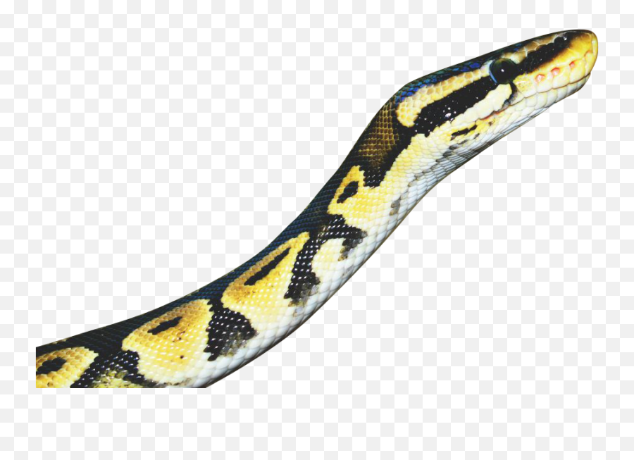 Snake Yellow Transparent Background Png - Snake,Snake Transparent Background