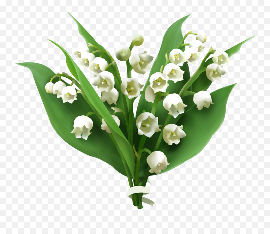 Lily Of The Valley Picture Hq Png Image - Lily Of The Valley Png,Lily Transparent Background
