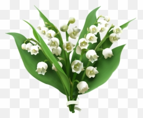 Lily Of The Valley Picture Hq Png Image - Lily Of The Valley Png,Lily Transparent Background