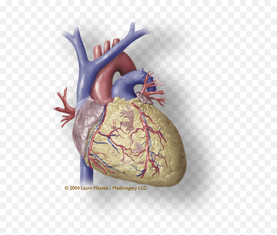 Heart Organ Png - Heart Muscle Png Illustration 1435887 Heart Muscle Png,Heart Organ Png