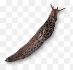 Slug Png - Snail,Slug Png