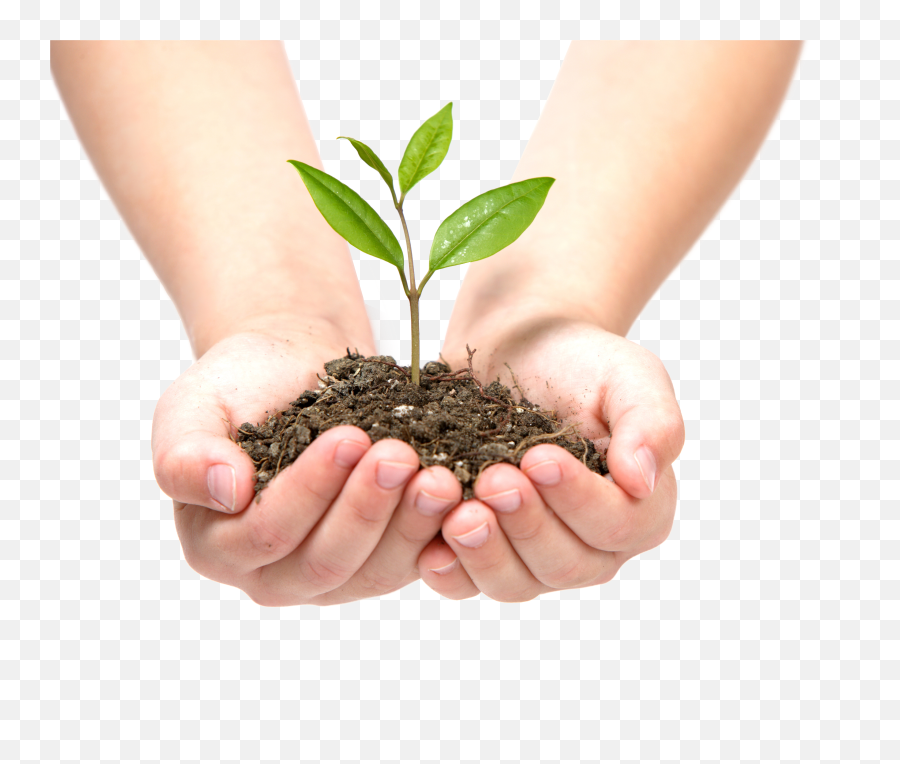 Download Growing Leaves Png Image For Free - Tree In Hand Png,Planting Png