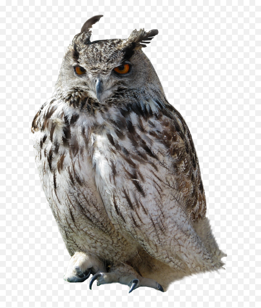 Owls Png Clipart - Transparent Background Owl Png,Owl Png
