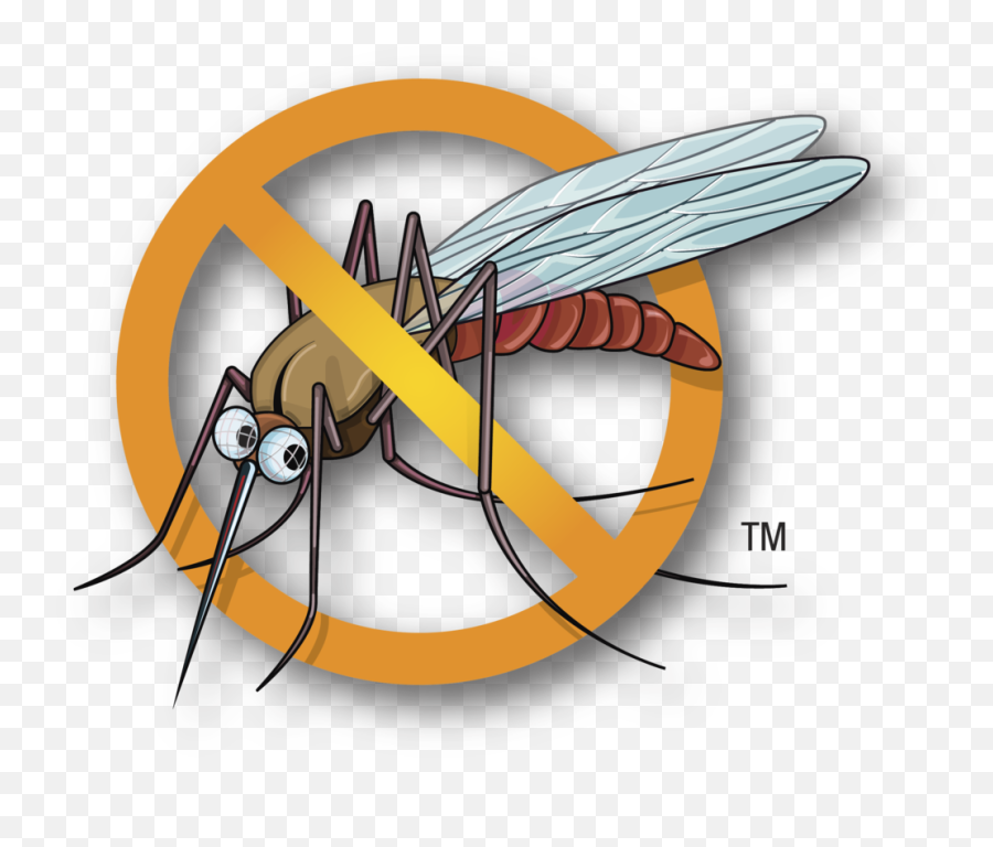 Download Mosquito Clipart Malaria - No Mosquito Chikungunya Patient Information Leaflet Png,Mosquito Transparent Background