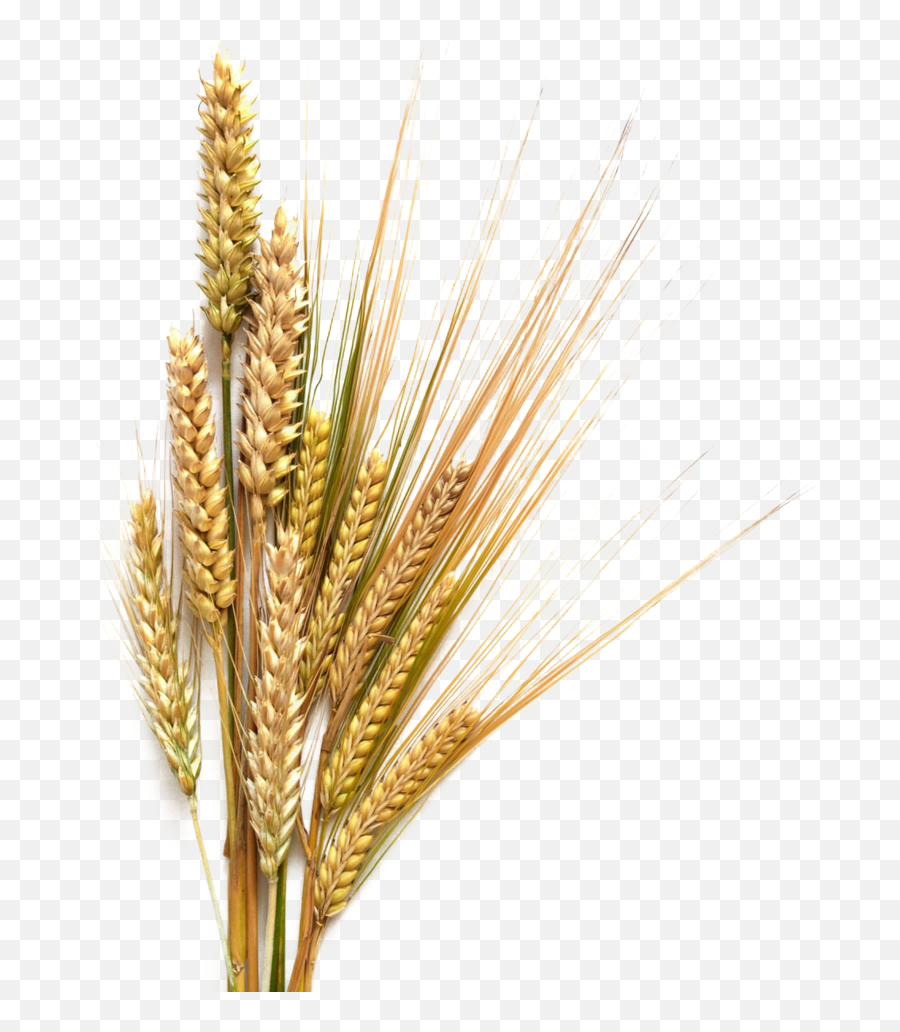 Png Barley Transparent Background - Barley Transparent Background,Barley Png