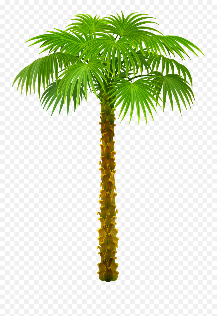 Palm Tree Png Clipart Palmtree