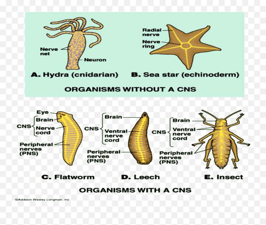 Download Evolution Of Nervous System Image - 1 Nervous Evolution Of Nervous System Png,Nervous System Png