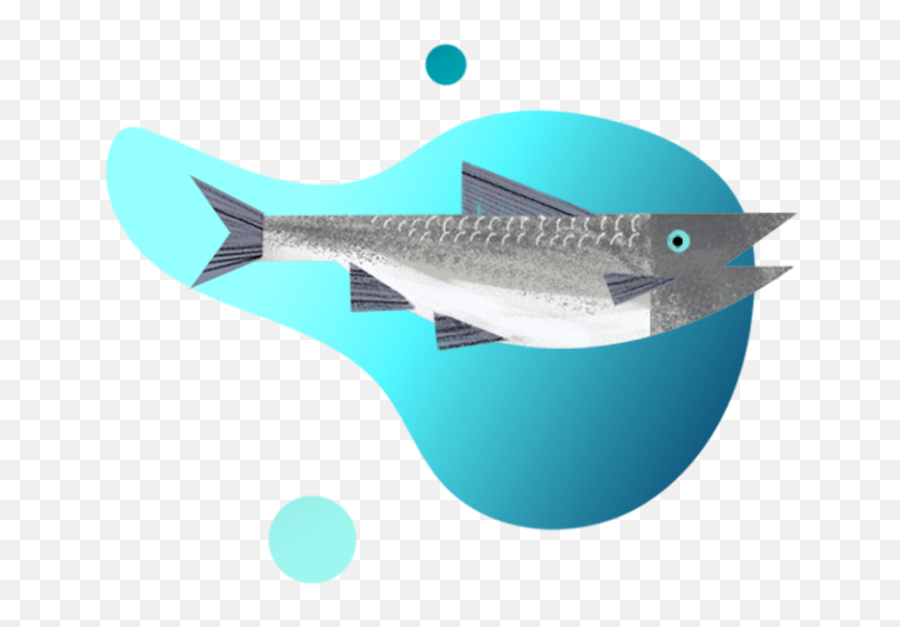 Atlantic Salmon - Billfish Png,Salmon Png