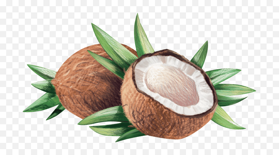 Download Coconut Clipart Seed - Coconut Pic Hd Png,Coconut Transparent Background