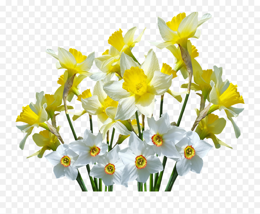 Spring Daffodils Osterglocken - Daffodil Flower Png,Daffodil Png
