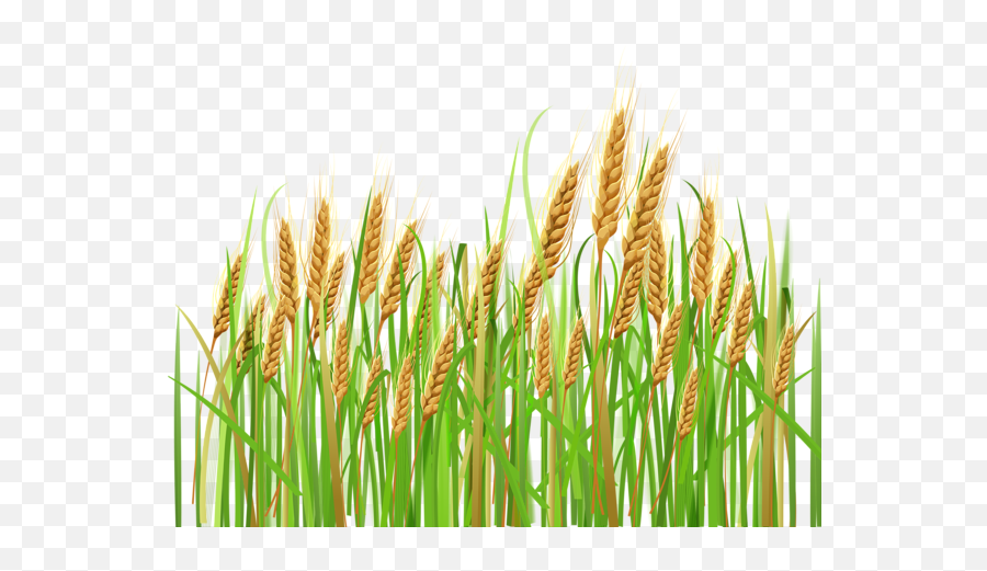 Ears Of Wheat Png Clipart - Wheat Plant Png,Trigo Png