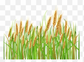 Ears Of Wheat Png Clipart - Wheat Plant Png,Trigo Png