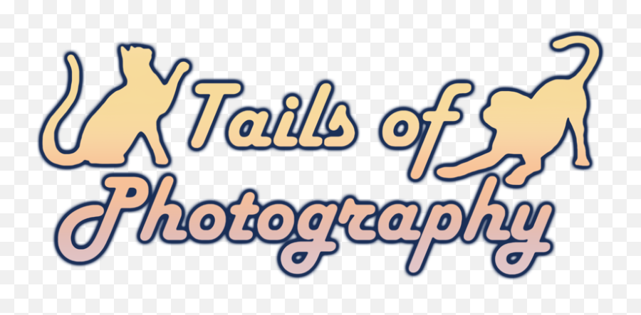 Tails Of Photography Png Transparent
