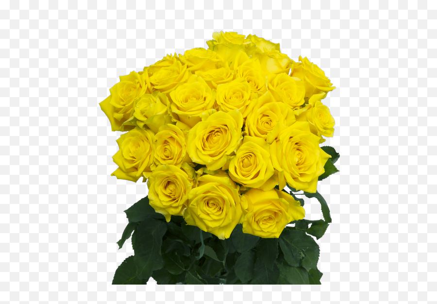 High And Exotic Yellow Rose 50cm Us Retail Flowers - Floribunda Png,Yellow Roses Png