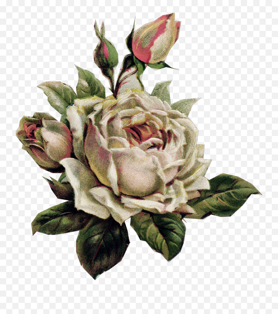 Vintage Rose Vintagerose Sticker By Katherinemslv - Garden Roses Png,Vintage Roses Png