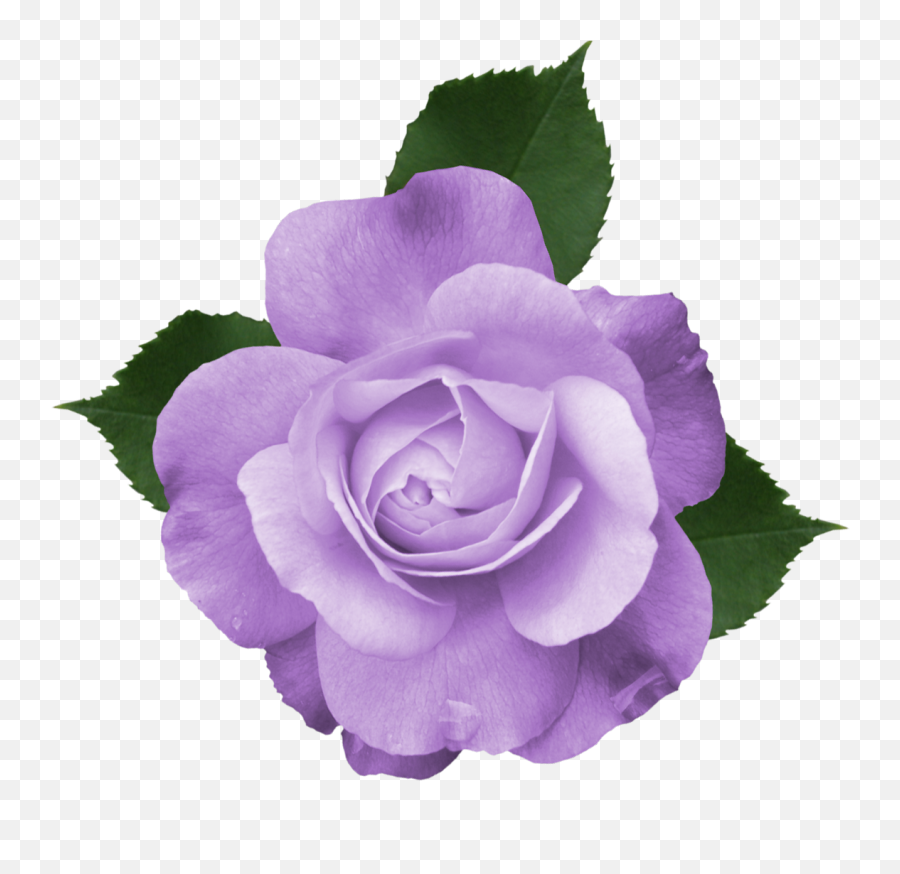 Purple Rose Clipart Free Png Real