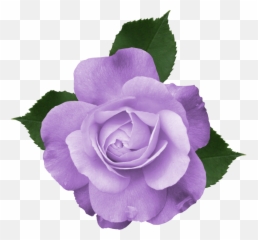 Purple Rose Clipart Free Png