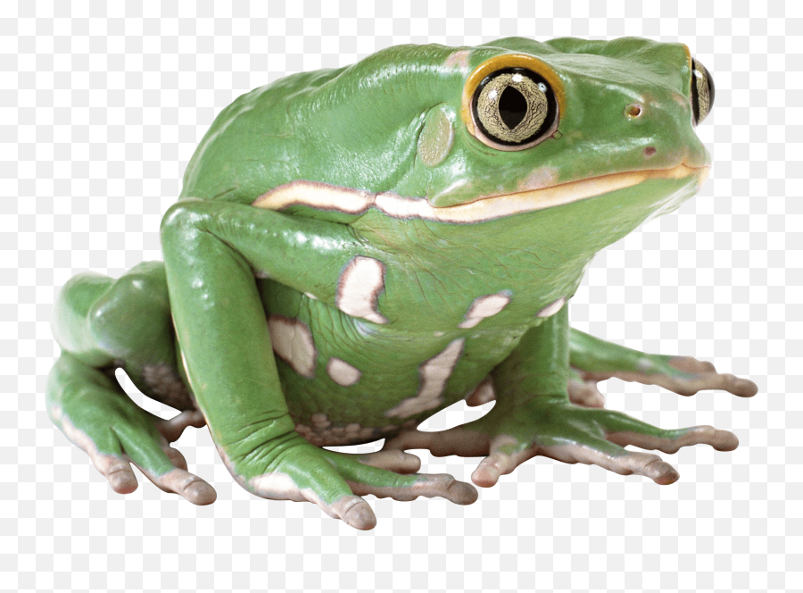 Side View Green Frog Transparent Png - Frog Png,Transparent Frog