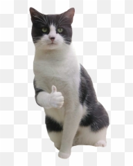 Sleeping Cat Png - Cat Thumb Up Png,Cat Meme Icon