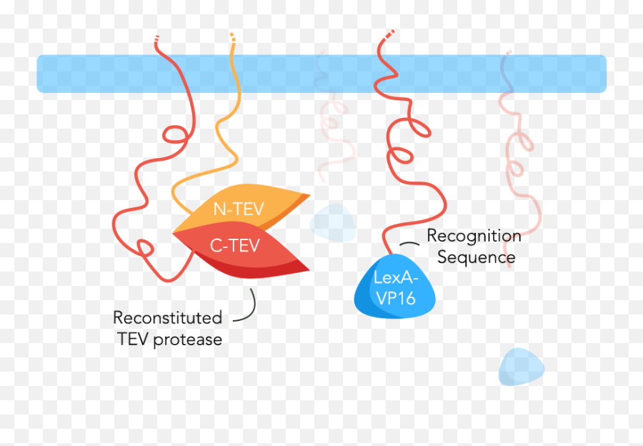 Teamucopenhagenposter - 2020igemorg Tev Protease And Ligand Binding Png,Lexa Icon