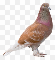 Download Tipos De Paloma Cafe Png Image With No Background - Pigeon Brown Colour Images Hd,Paloma Png