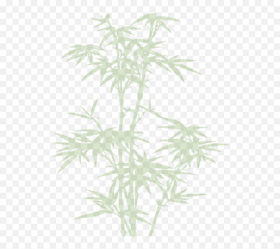 Bamboo Plant Leaves - Bamboo Png,Bamboo Leaves Png