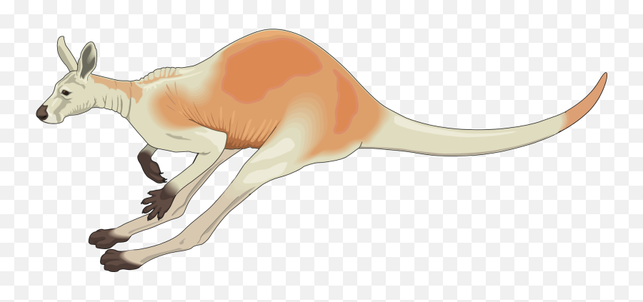 Kangaroo - Kangaroo Hopping Png,Kangaroo Transparent Background