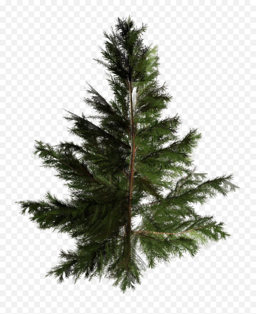 Artificial Christmas Tree Pine Pinales - Tree Png Download Pinales,Tall Tree Png