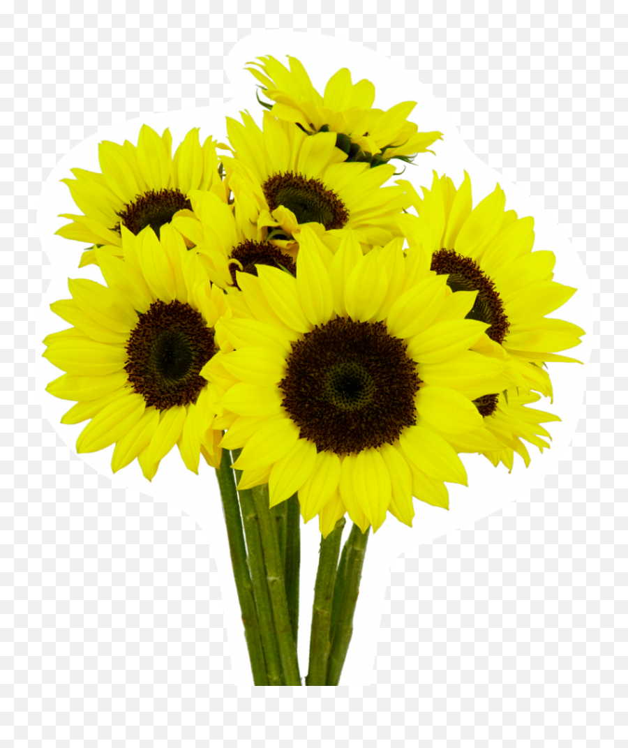 Sunflower - Esmeralda Farms Sunflower Png,Sunflowers Transparent