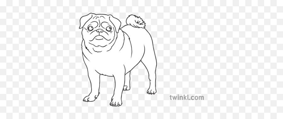 Pug Dog Breed Animal Pet Open Eyes Ks1 Black And White - Lewis Chessmen King Drawing Png,Pug Face Png
