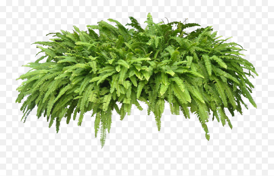 Potted Fern Png 4 Image - Plants Png,Fern Png