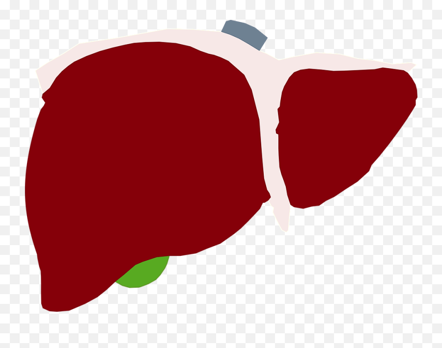 Human Liver Red - Higado Png,Liver Png